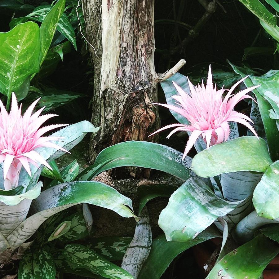 Recanto Toca Das Plantas De Ilhabela II Ngoại thất bức ảnh
