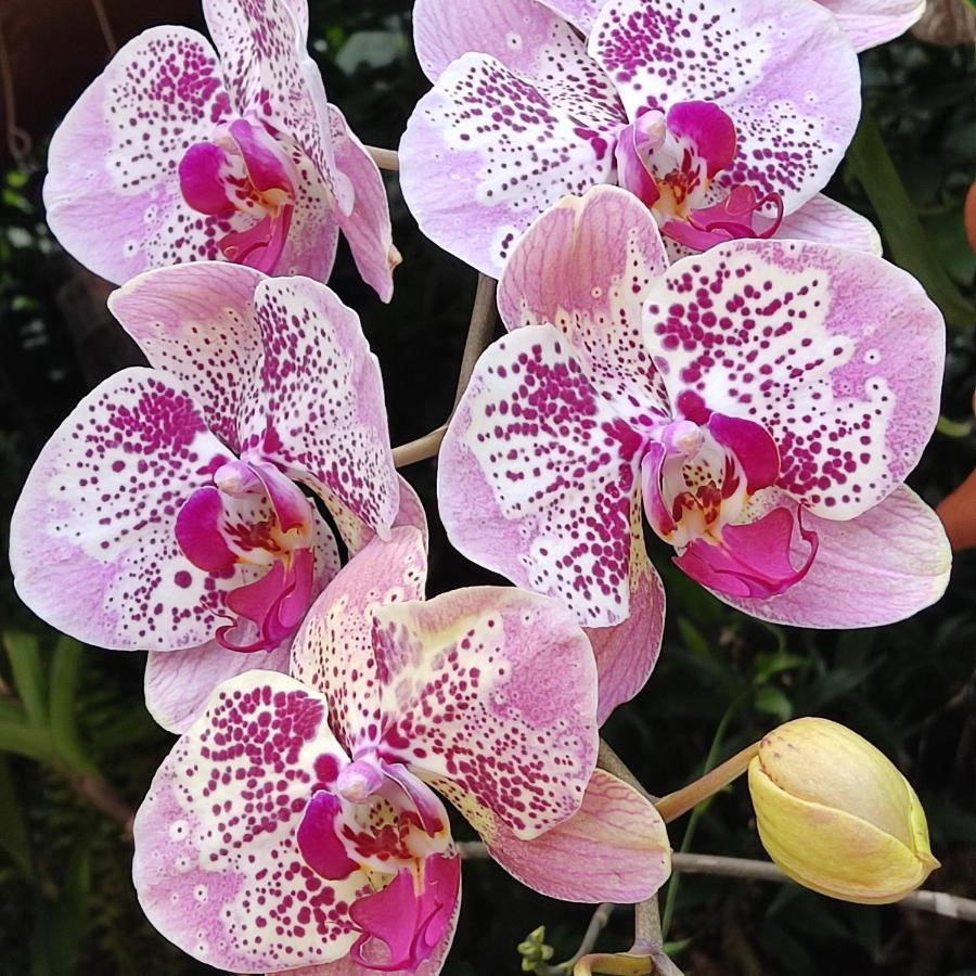 Recanto Toca Das Plantas De Ilhabela II Ngoại thất bức ảnh