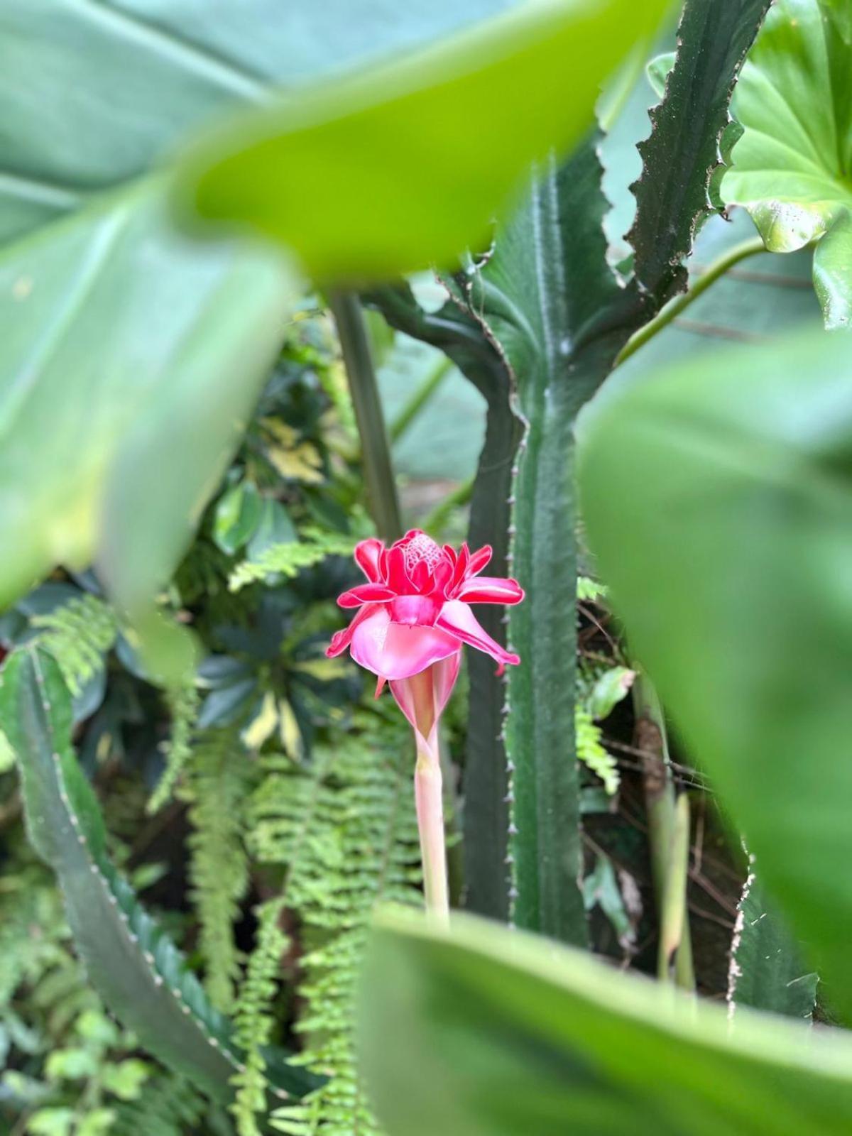 Recanto Toca Das Plantas De Ilhabela II Ngoại thất bức ảnh