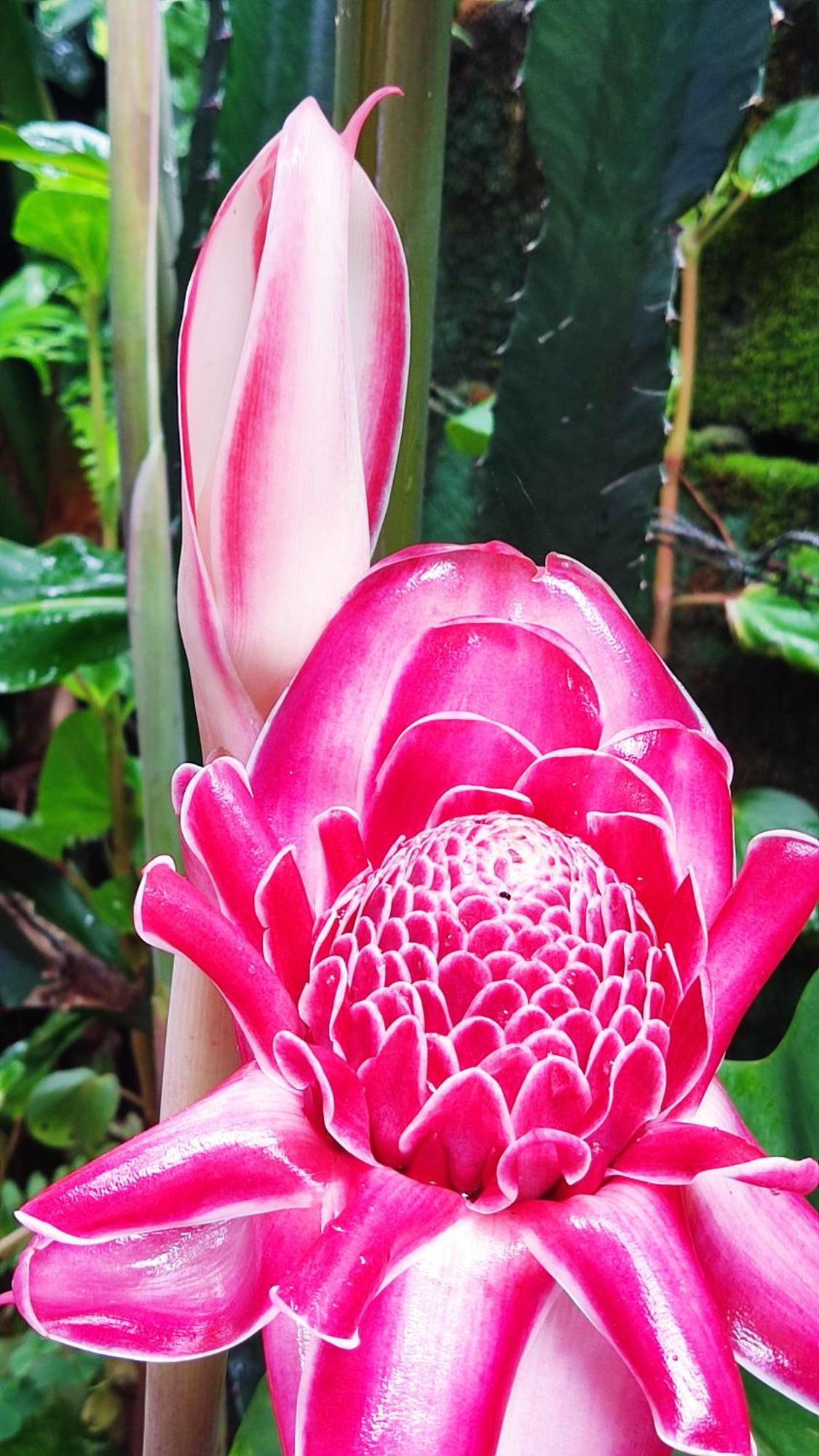 Recanto Toca Das Plantas De Ilhabela II Ngoại thất bức ảnh